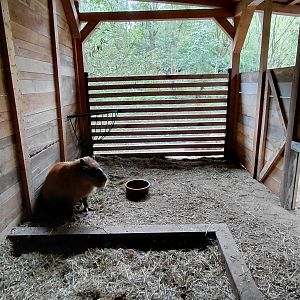Capybara stall