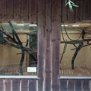 Wooly monkey indoor exhibit