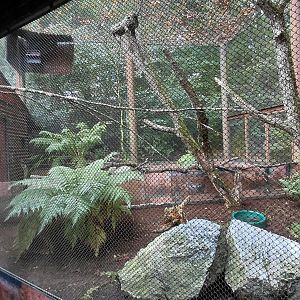 Little owl + kiwi exhibit