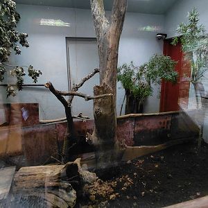 Brown kiwi indoor exhibit