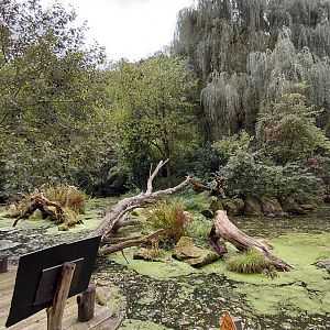 Australian pelican walkthrough exhibit