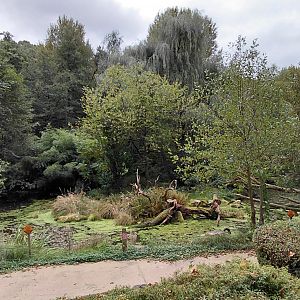Australian pelican walkthrough exhibit