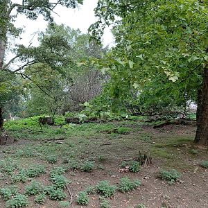 Wallaby + emu walkthrough exhibit