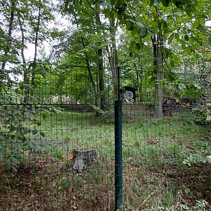 New Guinea singing dog exhibit