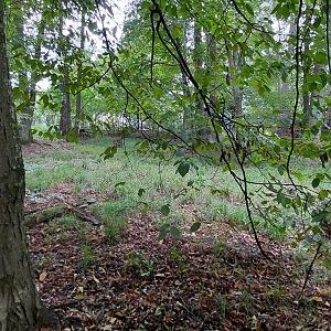 New Guinea singing dog exhibit