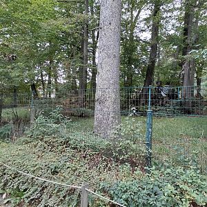New Guinea singing dog exhibit