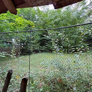 Southern cassowary exhibit