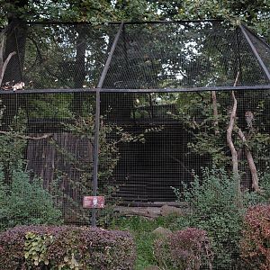 Spotted wood owl aviary