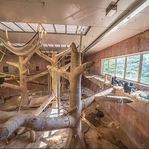 Chimpanzee indoor exhibit