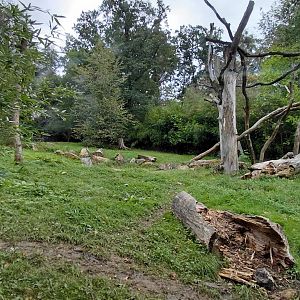 Sloth bear outdoor exhibit