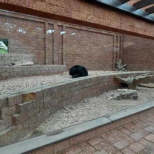 Sloth bear indoor exhibit
