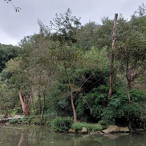 Gibonika - silvery gibbon islands