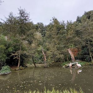 Gibonika - silvery gibbon islands