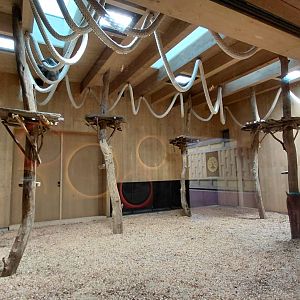 Gibonika - silvery gibbon indoor exhibit