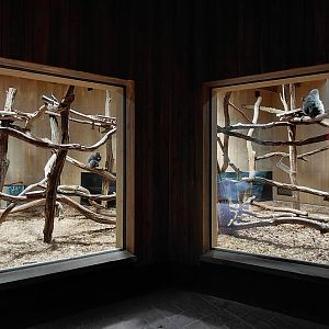 Gibonika - silvery gibbon indoor exhibit