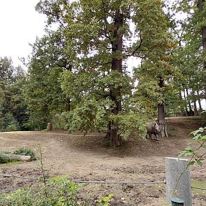 Southern white rhinoceros exhibit