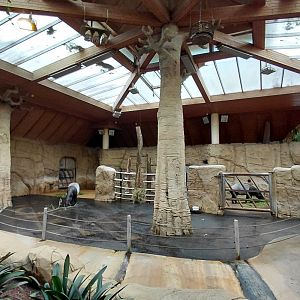 Malayan tapir indoor exhibit