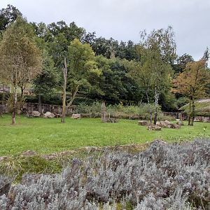 Malayan tapir outdoor exhibit