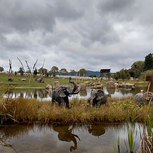 Karibuni - bush elephant exhibit