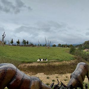 Karibuni - bush elephant exhibit