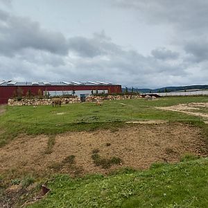 Karibuni - smaller bush elephant exhibit
