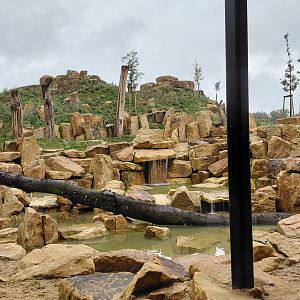 Abamboo - Katanga lion exhibit
