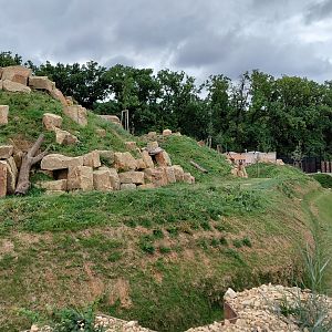 Abamboo - Katanga lion exhibit