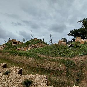 Abamboo - Katanga lion exhibit