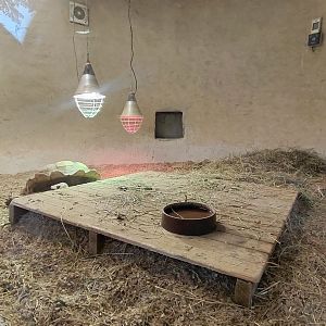 Leopard tortoise indoor exhibit