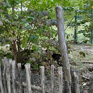 Leopard tortoise outdoor exhibit