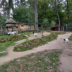 Somali sheep exhibit