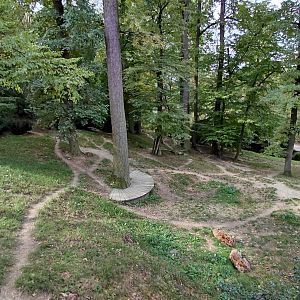 Spotted hyena exhibit