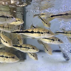 baby peacock bass (cichla sp.)
