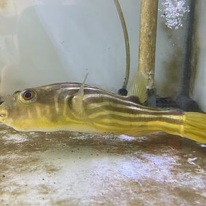 fahaka pufferfish (tetraodon lineatus)