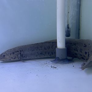 west african lungfish (protopterus annectens)
