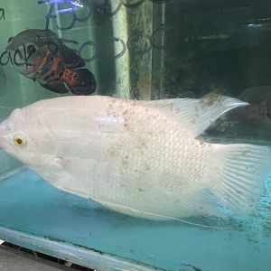 leucistic giant gourami (osphronemus goramy)