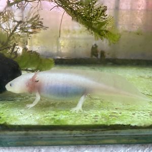 leucistic axolotl (ambystoma mexicanum)