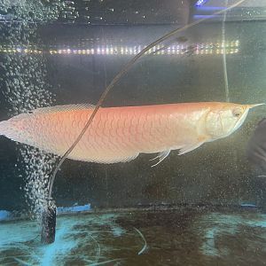 albino silver arowana (osteoglossum bicirrhosum)