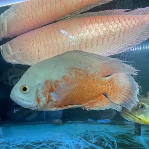 albino oscar (astronotus ocellatus)