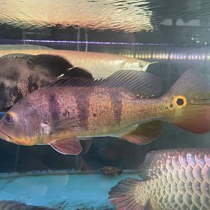 tunacare peacock bass (cichla monoculus) (2)