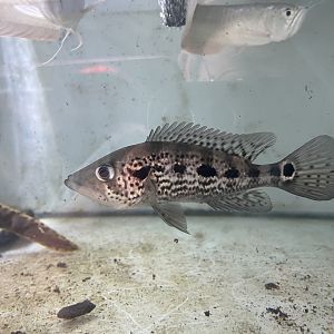 jaguar cichlid (parachromis managuensis)