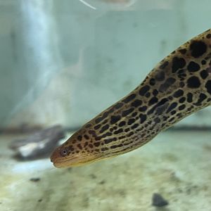 freshwater moray (gymnothorax polyuranodon)