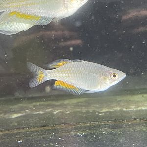 orange rainbowfish (melanotaenia cf. parkinsoni)