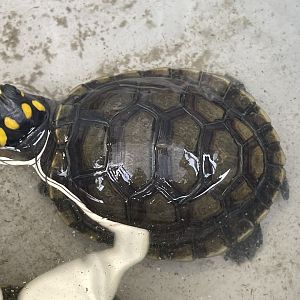 juvenile yellow-spotted river turtle (podocnemis unifilis)