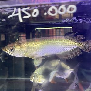 gulf saratoga (sceleropages jardinii)