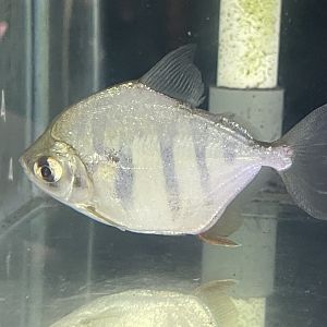 tiger silver dollar (metynnis fasciatus)