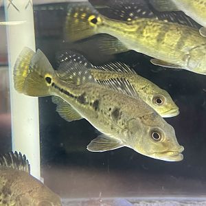 orinoco peacock bass (cichla cf. orinocensis)