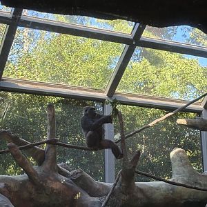 Western Lowland Gorilla Posing