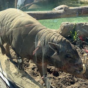 Moe the Babirusa