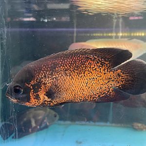 oscar (astronotus ocellatus)